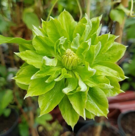 Mežvītenis 'Green Passion'